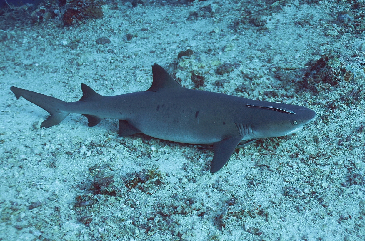 Sipadan_2015_Requin corail ou Aileron blanc du lagon_Triaenodon obesus_IMG_2018_rc.jpg